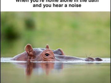A hippo peeking out of water, captioned about hearing noises when alone.