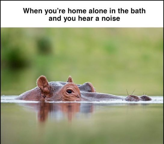 A hippo peeking out of water, captioned about hearing noises when alone.