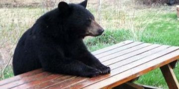 Black bear sitting at picnic table with text "I built this with my bear hands"