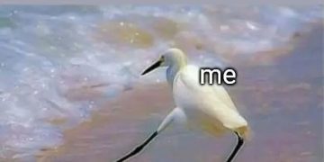 Bird defying advice by stepping on the forbidden thing