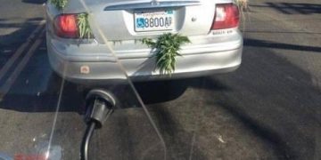 Car with plants dragging along the street, funny arrest scenario