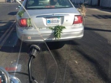 Car with plants dragging along the street, funny arrest scenario