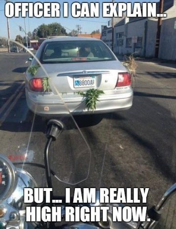 Car with plants dragging along the street, funny arrest scenario