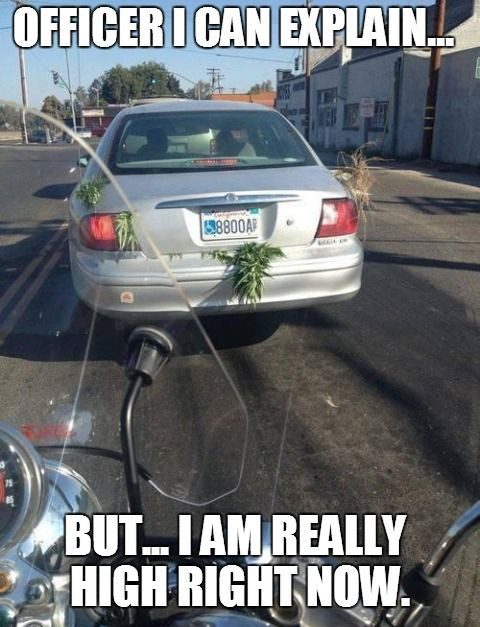 Car with plants dragging along the street, funny arrest scenario