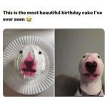 Dog cake resembling a dog's face next to the real dog.