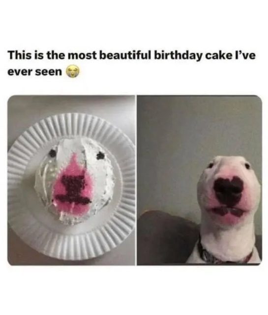 Dog cake resembling a dog's face next to the real dog.