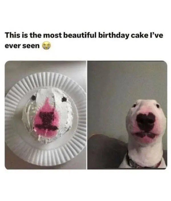 Dog cake resembling a dog's face next to the real dog.