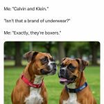 Two brown boxer dogs named Calvin and Klein in a park.