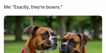 Two brown boxer dogs named Calvin and Klein in a park.