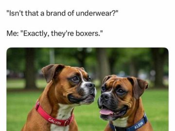 Two brown boxer dogs named Calvin and Klein in a park.
