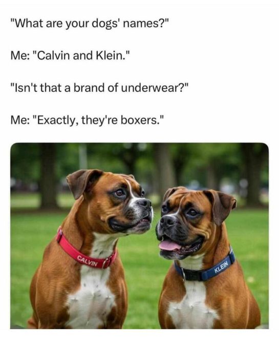 Two brown boxer dogs named Calvin and Klein in a park.