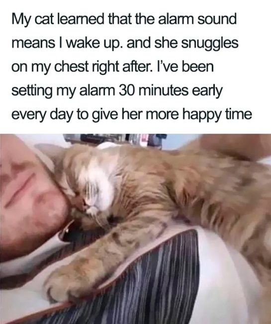 Cat snuggling on owner's chest after alarm, showcasing love.