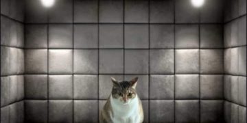 Cat sitting in a padded room with text "Guys, it was a joke"