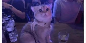 Cat at a bar with a drink, looking curiously adorable.