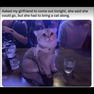 Cat at a bar with a drink, looking curiously adorable.