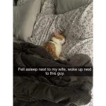 A ginger cat sleeping on a bed, captioned about waking up next to it.