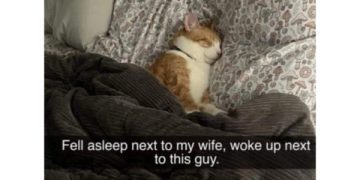 A ginger cat sleeping on a bed, captioned about waking up next to it.