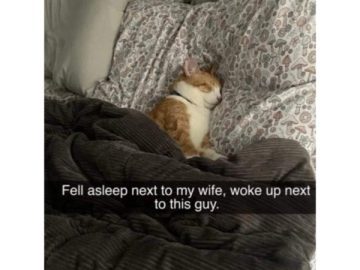 A ginger cat sleeping on a bed, captioned about waking up next to it.