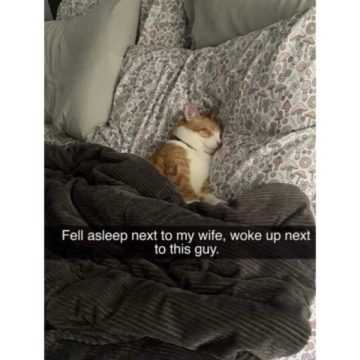 A ginger cat sleeping on a bed, captioned about waking up next to it.