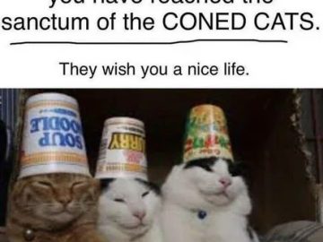 Three cats with containers on their heads spreading joy.