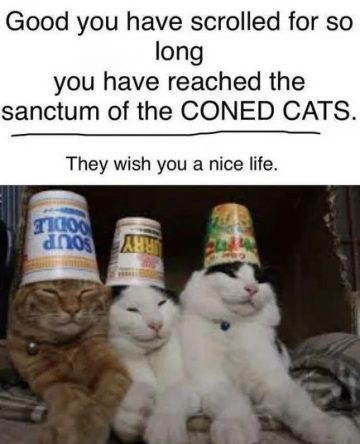 Three cats with containers on their heads spreading joy.