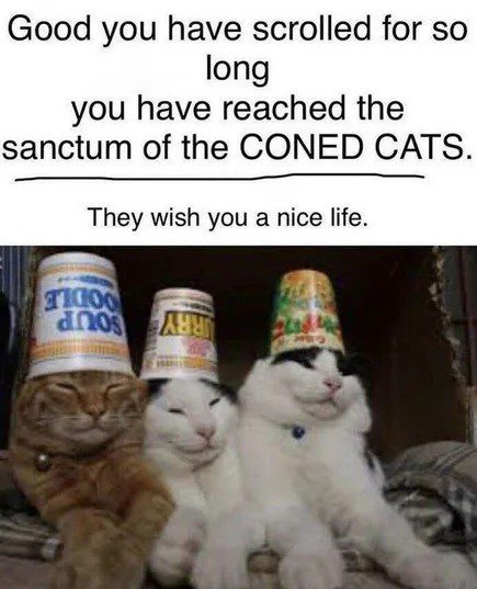 Three cats with containers on their heads spreading joy.