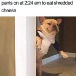 Dog sneaking into kitchen at night for cheese without pants