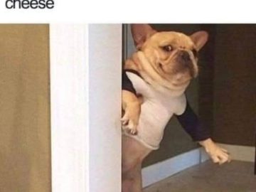 Dog sneaking into kitchen at night for cheese without pants