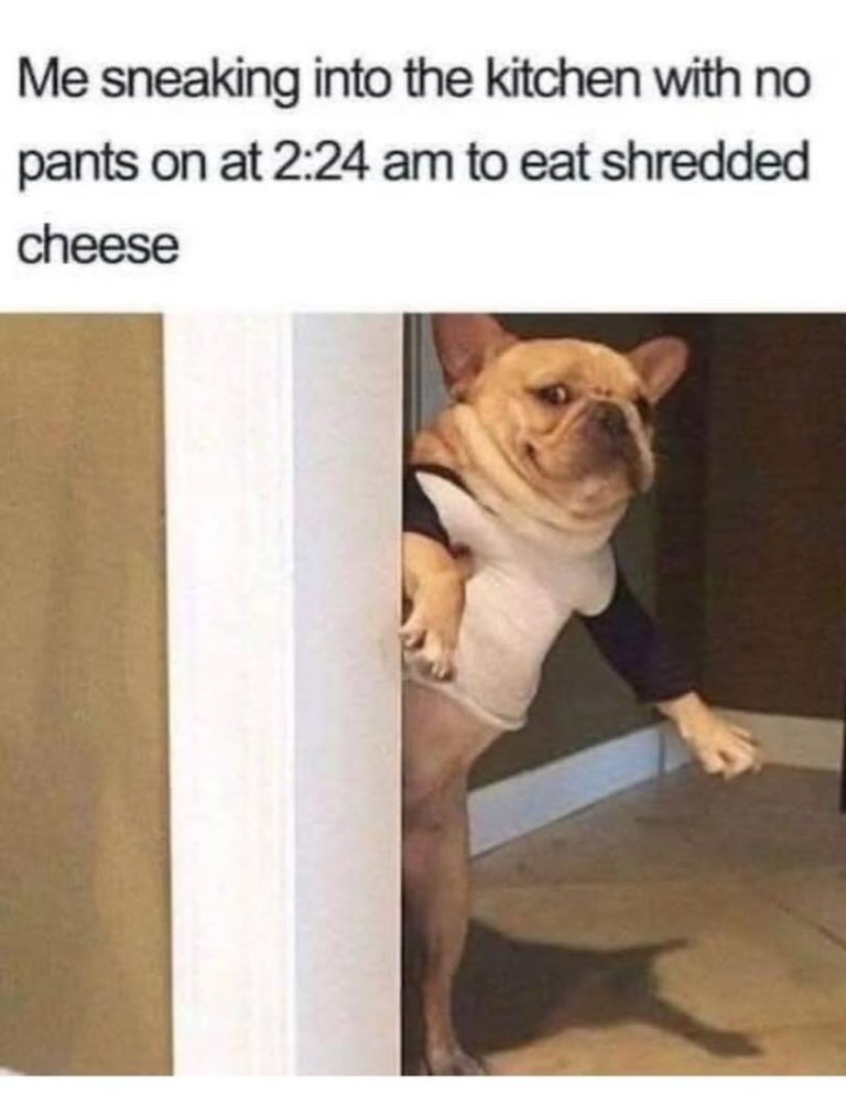 Dog sneaking into kitchen at night for cheese without pants