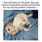 Confused goat-dog hybrid on a blue blanket looking quirky.