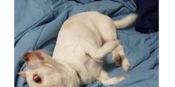 Confused goat-dog hybrid on a blue blanket looking quirky.