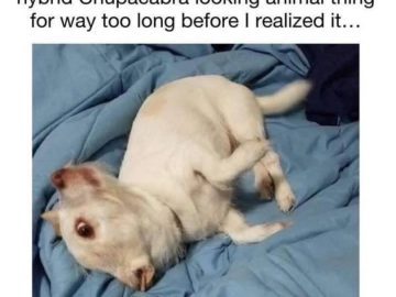 Confused goat-dog hybrid on a blue blanket looking quirky.