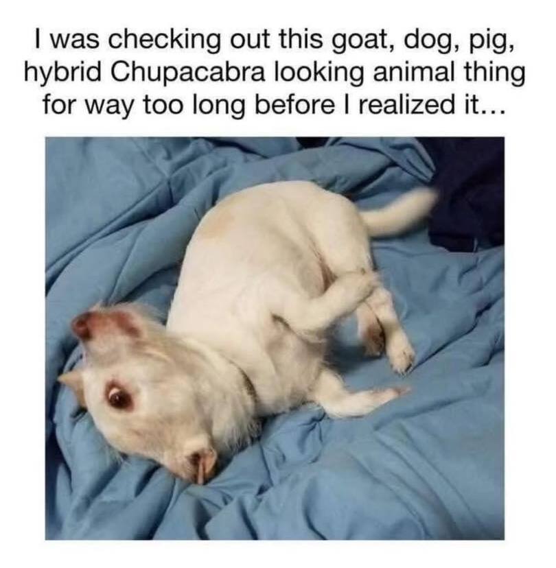 Confused goat-dog hybrid on a blue blanket looking quirky