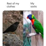 Black bird as clothes, colorful parrot as socks in relatable meme