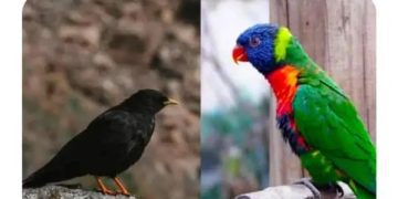Black bird as clothes, colorful parrot as socks in relatable meme