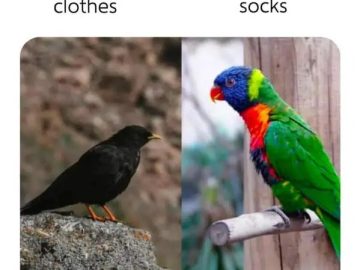 Black bird as clothes, colorful parrot as socks in relatable meme