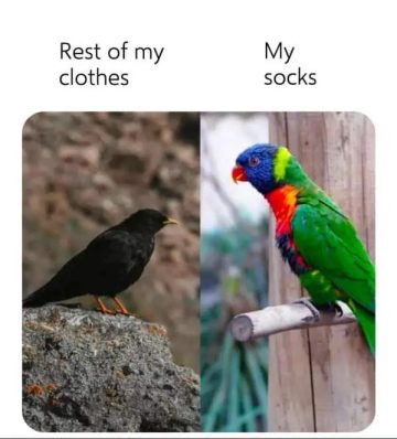 Black bird as clothes, colorful parrot as socks in relatable meme