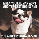 Happy dog with tongue out, caption about best dog confidence.