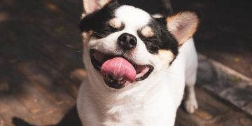 Happy dog with tongue out, caption about best dog confidence.