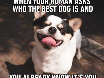 Happy dog with tongue out, caption about best dog confidence.