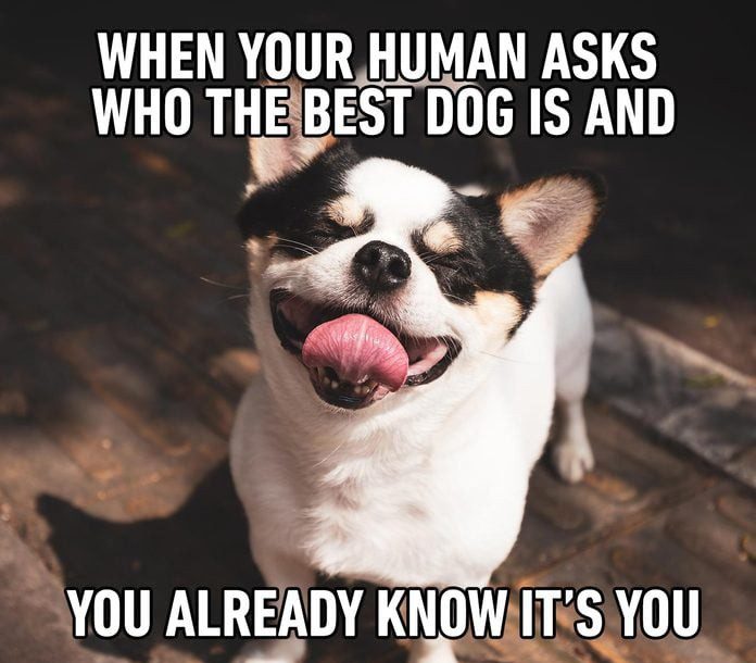 Happy dog with tongue out, caption about best dog confidence.