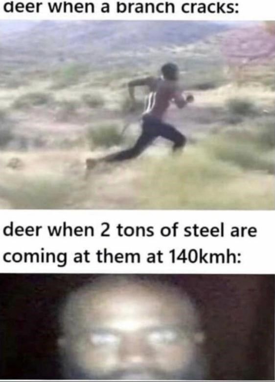 Deer hilariously reacting to a branch and a car in a meme.