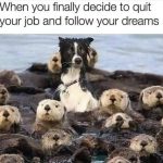 Dog looking confused among otters with funny caption.