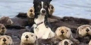 Dog looking confused among otters with funny caption.