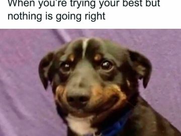 Dog with an awkward smile perfectly capturing mild embarrassment.