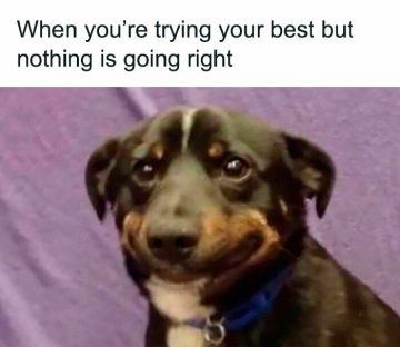 Dog with an awkward smile perfectly capturing mild embarrassment.