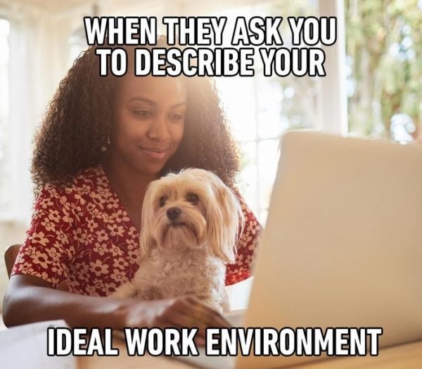 Woman working on laptop with her dog as the ideal coworker