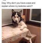 Husky sitting at table, looking serious, questioning owner.