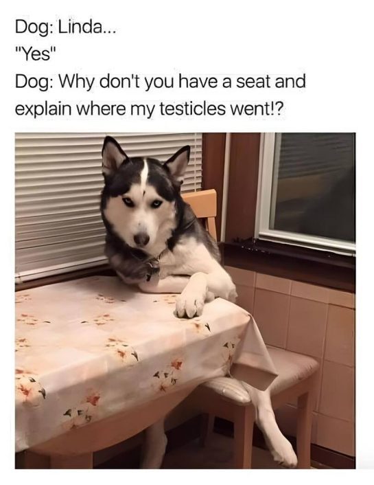 Husky sitting at table, looking serious, questioning owner.