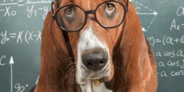Dog wearing glasses calculating on a chalkboard, can't afford the cat.
